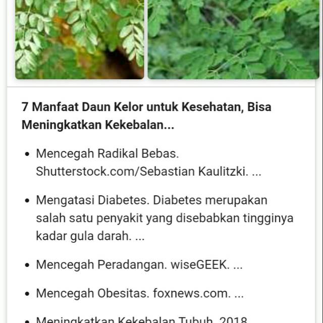 stek bibit  kelor