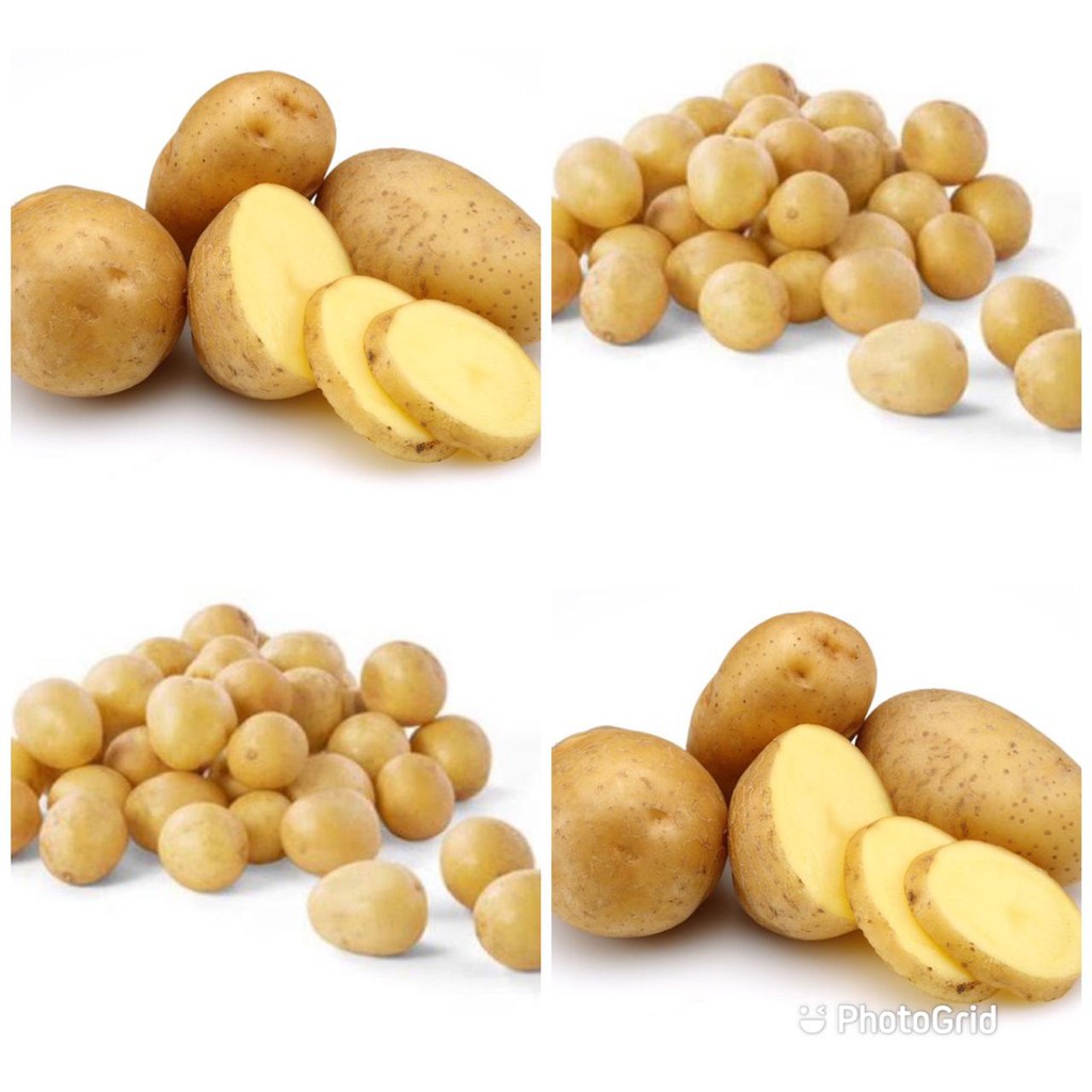 

Kentang Ukuran Sedang , Baby Potato , Kentang Ukuran Kecil , Kentang Kecil