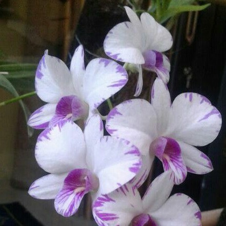 Anggrek dendrobium enobi purple splash