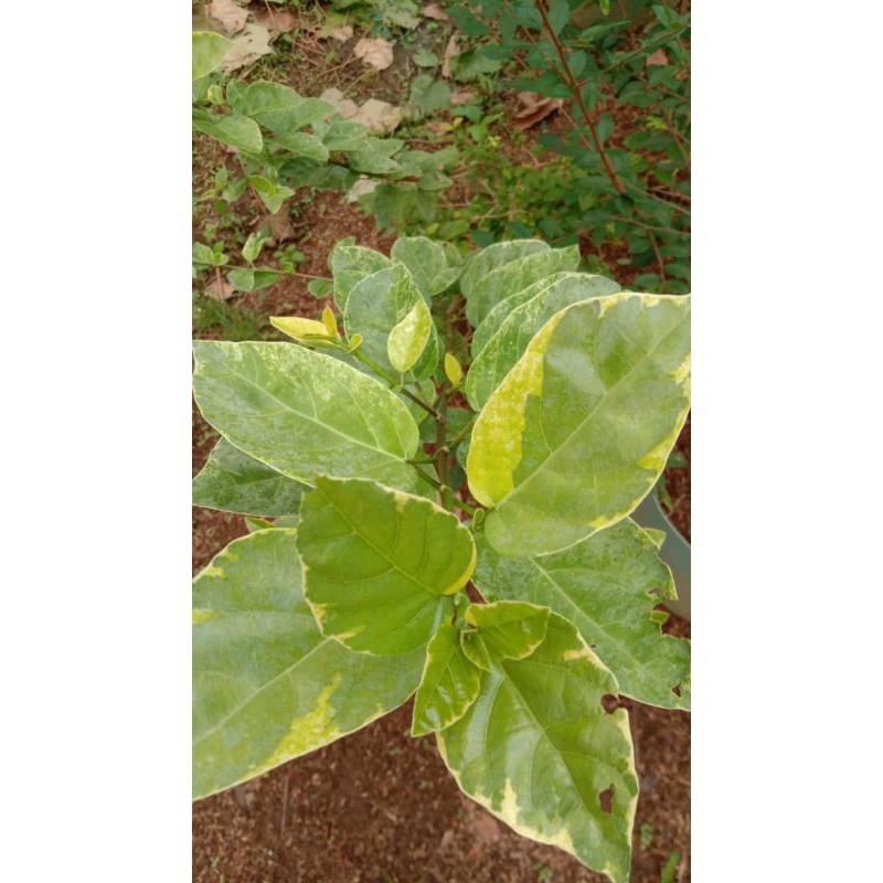 bibit bahan bonsai Sancang varigata golden