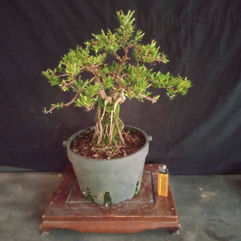 bonsai jadi,bonggol besar,cendrawasih..ukuran small,bentuk sudah indah dipandang
