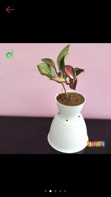 Tanaman Hias Hoya Bunga Merah Mindorensis Red Untuk Tanaman Gantung