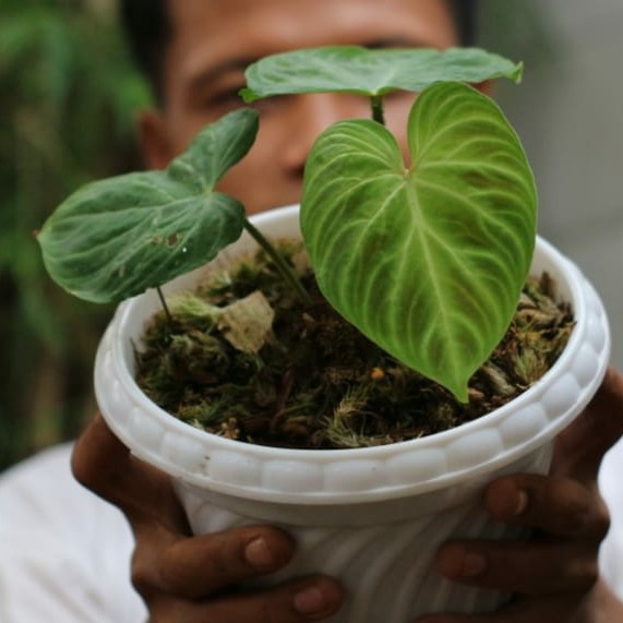 PROMO philodendron verrucosum / philodendron verrucosum murah