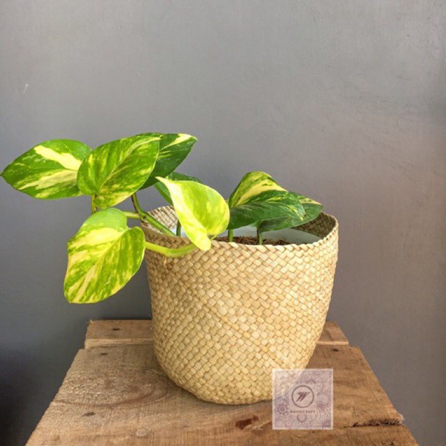 Cover Pot Anyaman Pandan