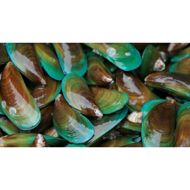 

KERANG HIJAU PER 500 GRAM