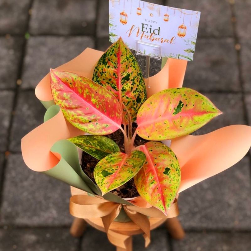 Aglaonema big roy / Aglonema big roy Remaja florist nursery / Aglonema big roy (Tanaman hias aglaone