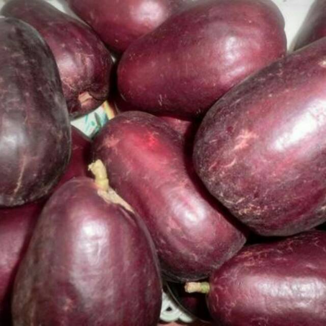 Bibit Buah Jambu Air Jamaika