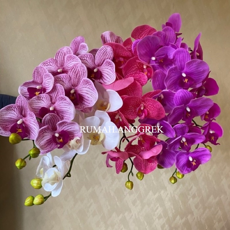 Anggrek Dendrobium - Anggrek Dendrobium Hidup -Tanaman Hias Hidup - Bunga Hidup Anggrek - Bunga Hias - Bunga Hidup - Bunga Anggrek - Kembang Hias - Kembang Hidup - Hiasan - Bunga Hias Anggrek
