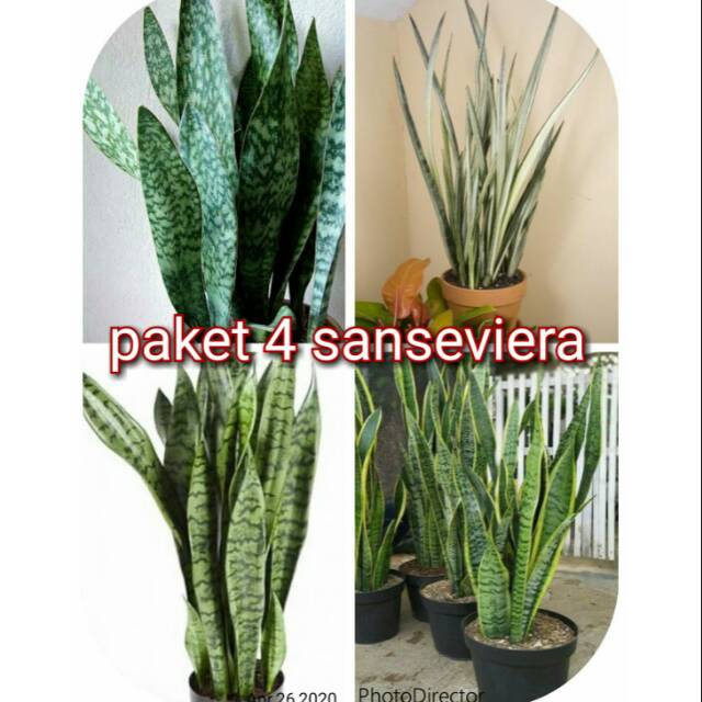 Paket Pohon  sanseveria 4 jenis tanaman anti polusi, Pohon lidah mertua