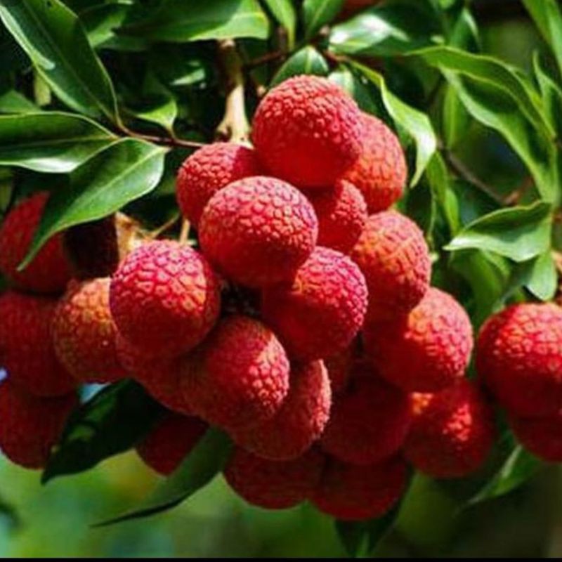 bibit tanaman buah leci merah leci kom