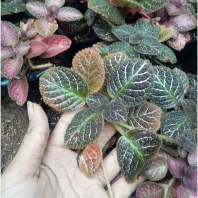 Tanaman hias pot gantung episcia / tanaman hias episcia / tanaman pot gantung / episcia beludru