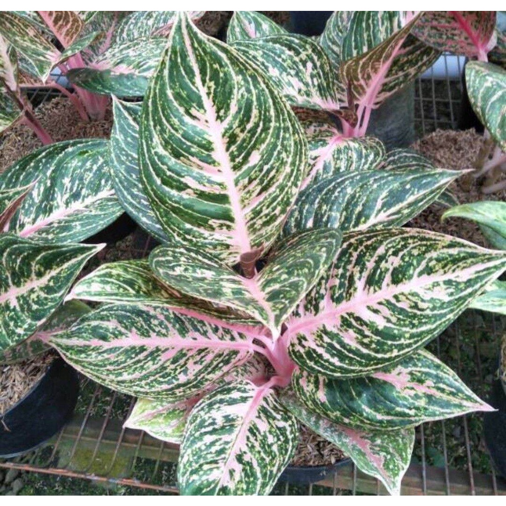 bibit bonggol Aglonema Paulina