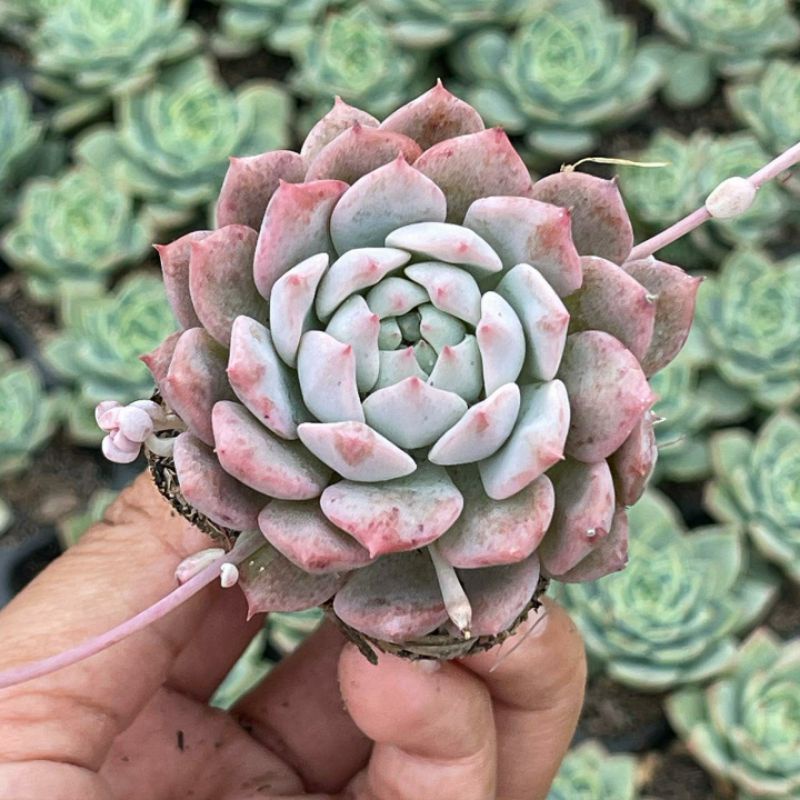 Sukulen Echeveria Prolifica Perform Import Pink