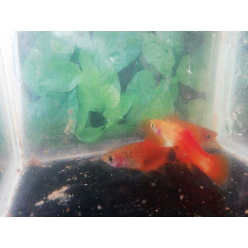 

1 paket isi 20 ekor molly atau platy campur Promo hanya untuk sumbar.