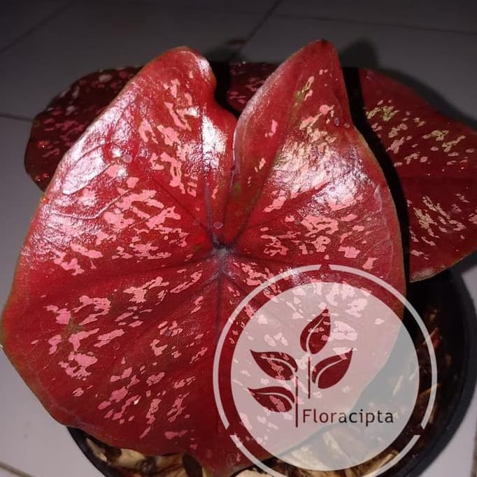 Hot Salee Tanaman Hias Keladi Merah Langka Shopee Indonesia