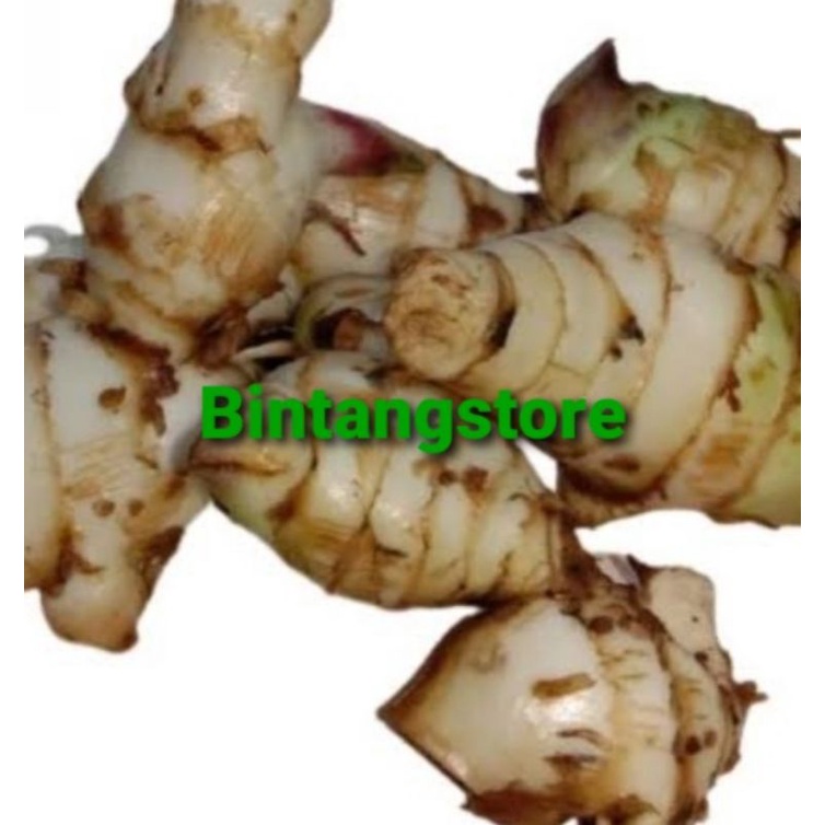 Umbi ganyong putih fresh 1 kg