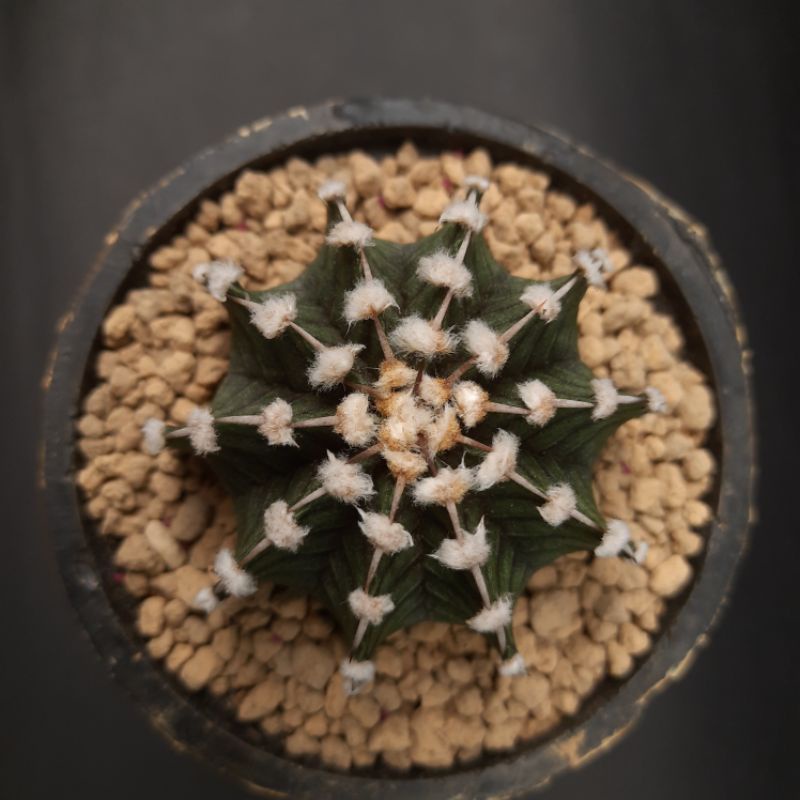 kaktus gymno LB 2178 original seedling
