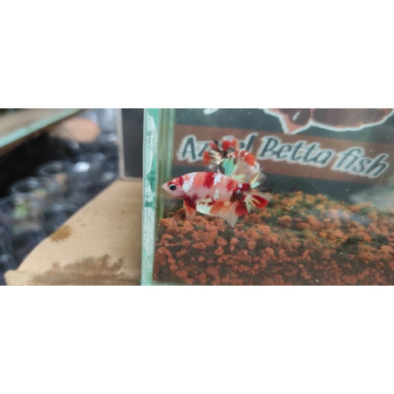 Cupang Multicolor 1pair  Size indukan (realpict) bukan bahan