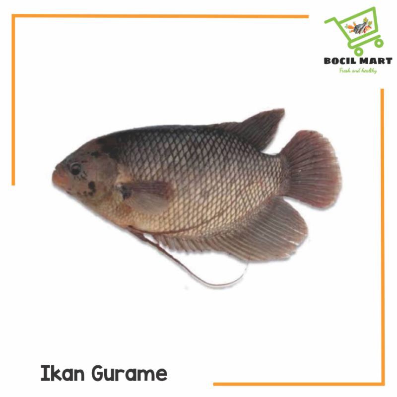 

[BOCIL MART] IKAN GURAME / IKAN GURAMI FRESH PER EKOR 400-500 GR