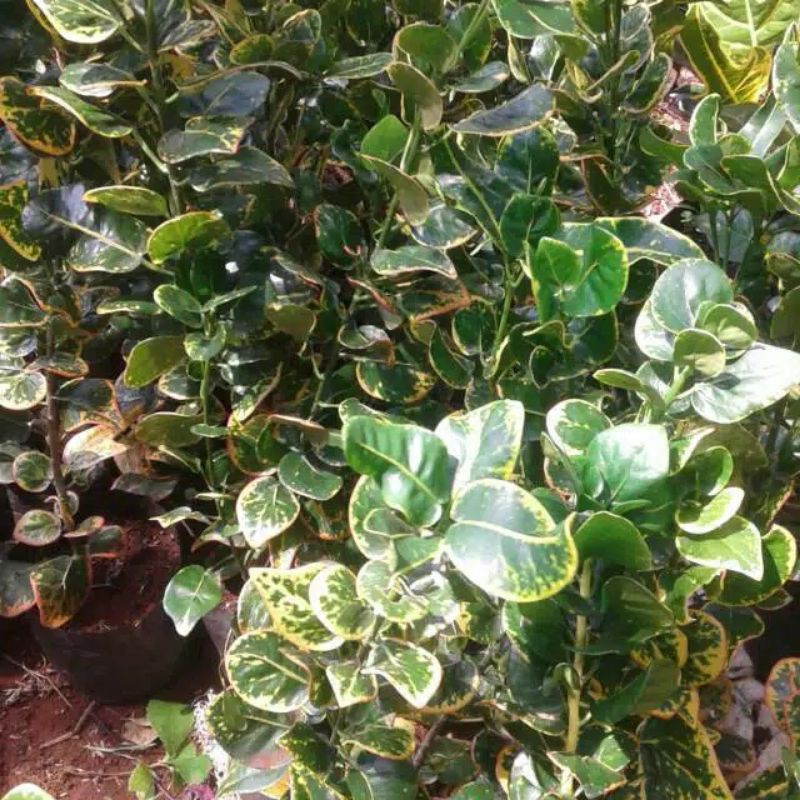 pohon hias puring jengkol