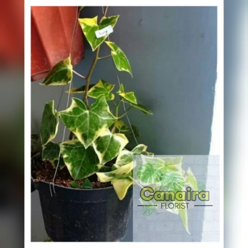 Bibit Tanaman Hias Evy Gantung Varigata