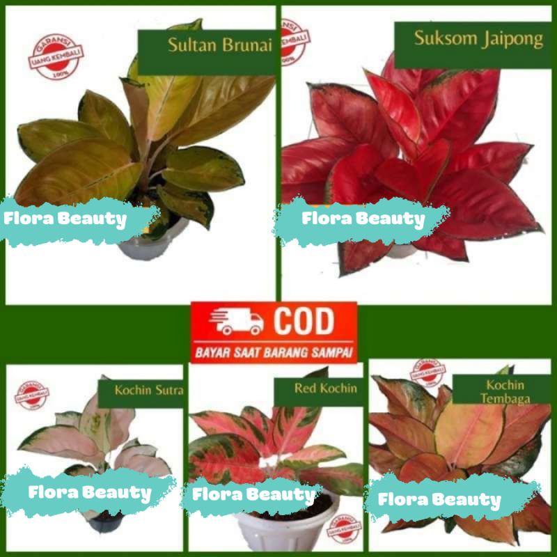 Aglonema Sutan brunai,Suksom jaipong,Kocin Sutra,Red Kochin,Kocin Tembaga Paket 5 Bonggol .