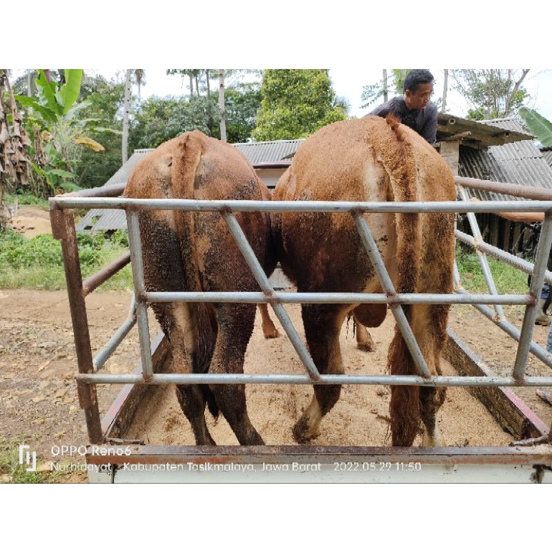 HEWAN KURBAN SAPI LIMOSIN/SIMENTAL