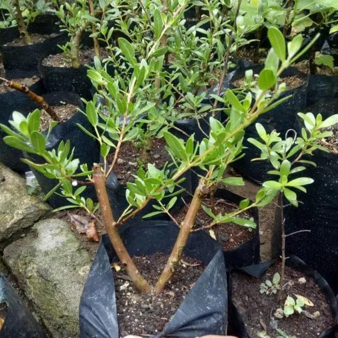 Paling laris : Bibit Tanaman Pohon Santigi Stigi Bahan Bonsai ,,..
