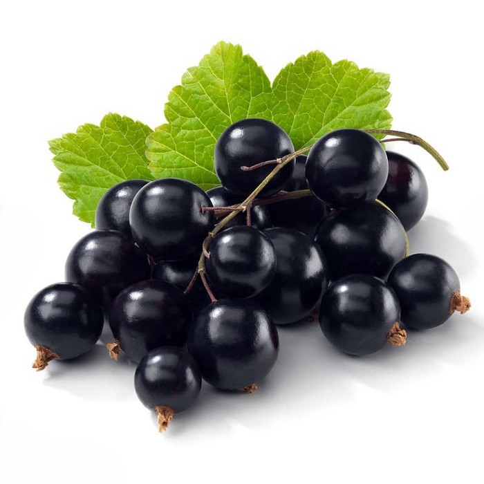 Benih Bibit Biji - Buah Blackcurrant Berries Black Currant Hitam Fruit Seeds - IMPORT