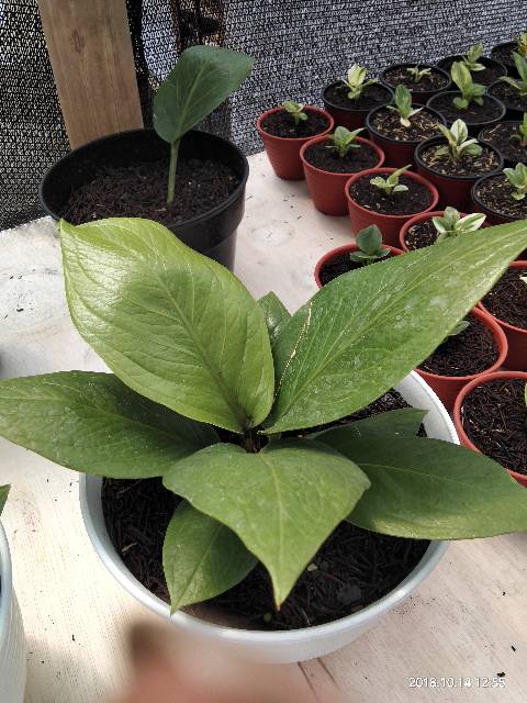 ANTHURIUM SPLIT JEMANI COBRA CATALOG anthu tanaman hias anthurium