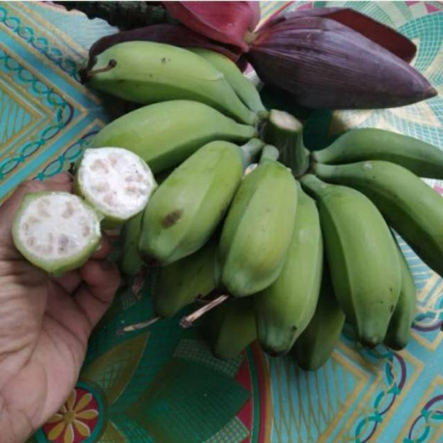 

Pisang batu / kluthuk 1sisir fresh