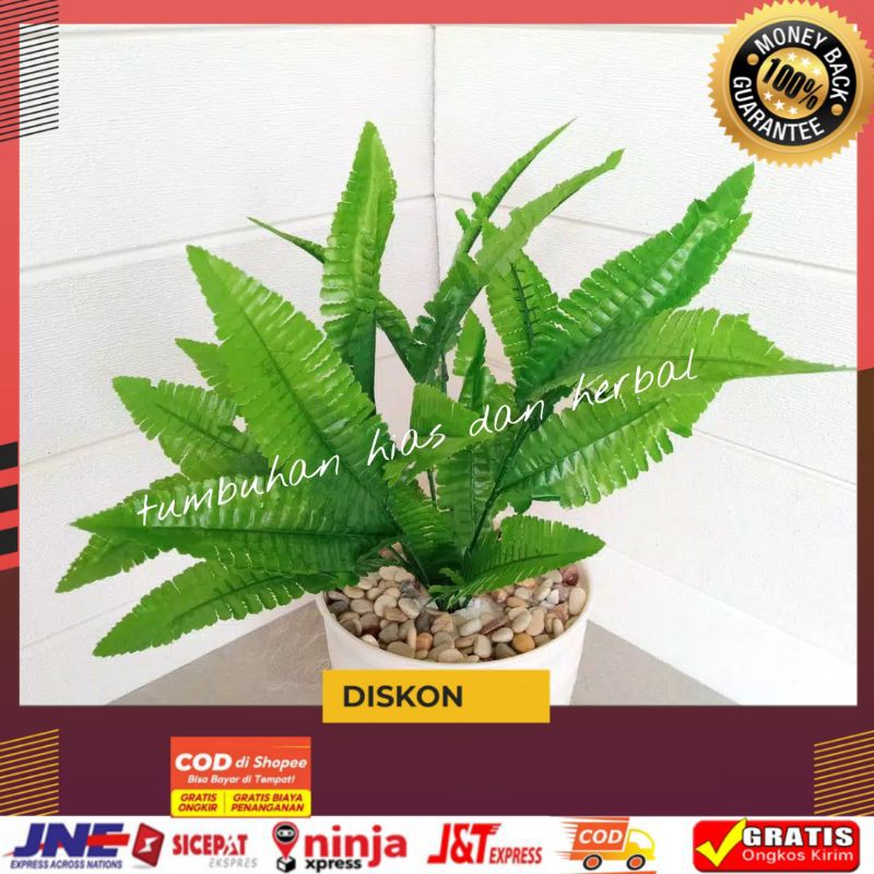 Bibit Pakis Kelabang/Benih Pakis Kelabang/Tanaman hias Pakis kelabang/pakis Kelabang Hijau