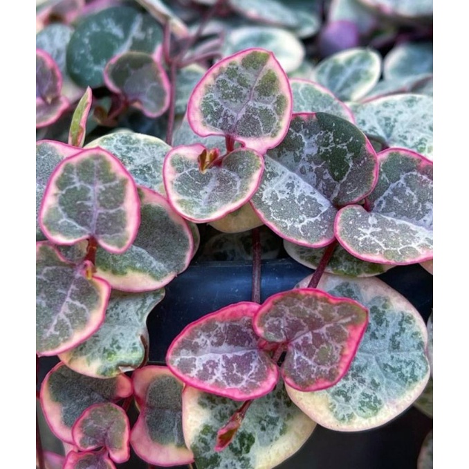 String Of Heart Variegata pink