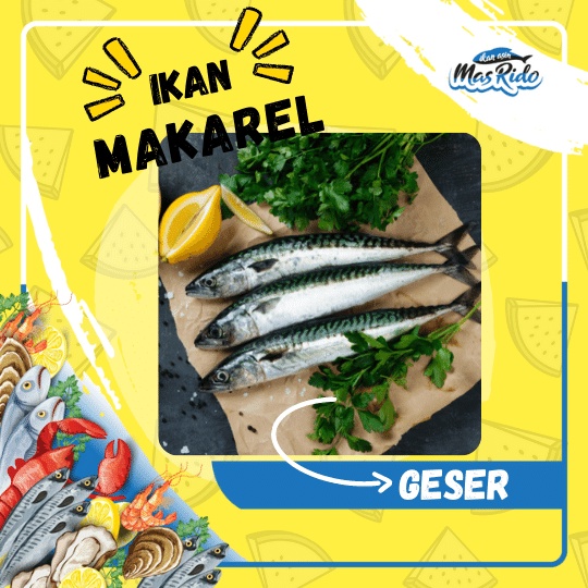 

Ikan Makarel Fresh Frozen Food Segar Kwalitas Premium Harga Termurah