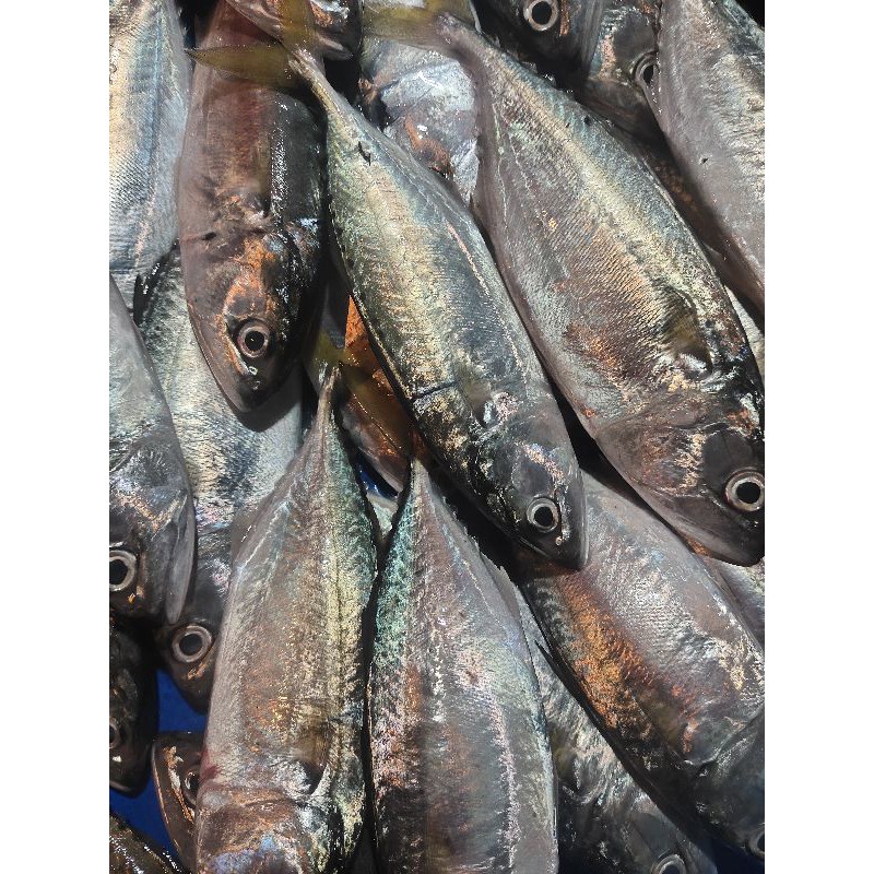

ikan gembung aso segar