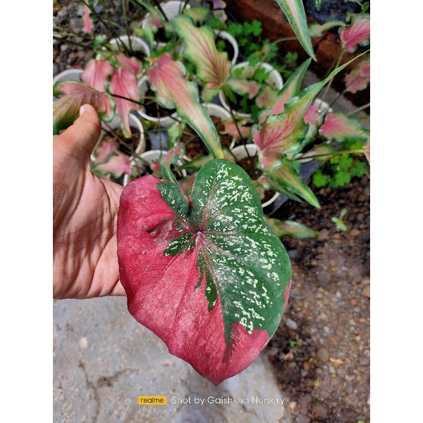 caladium baret