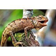 Oil Canvas Art - Photoshop Action