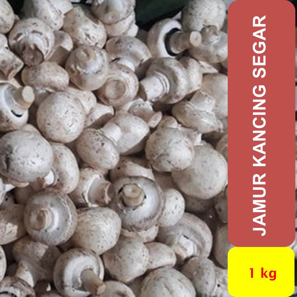 

Jamur Kancing Putih Champignon Segar 1000 gram