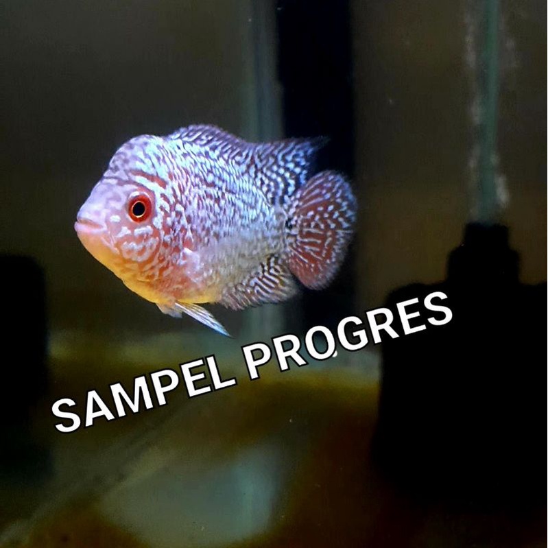 Ikan louhan burayak KSRD x Cencu/Baby Louhan beli 10 gratis 1