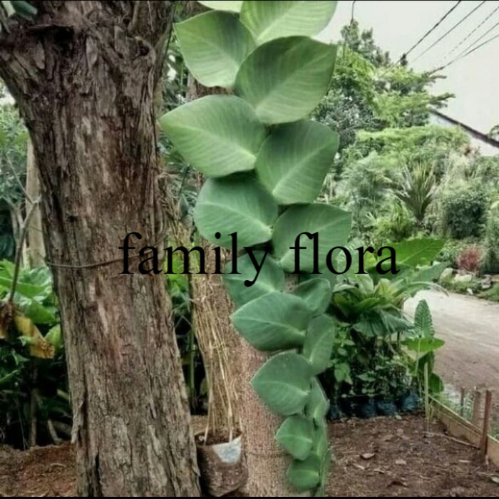 tanaman hias dolar bibit rambat dinding