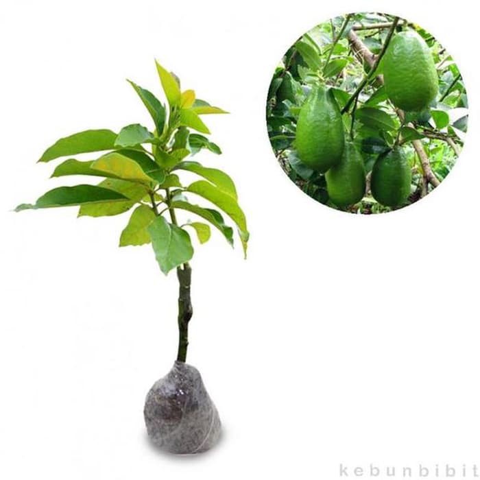 Bibit Tanaman Buah Alpukat Tanpa Biji