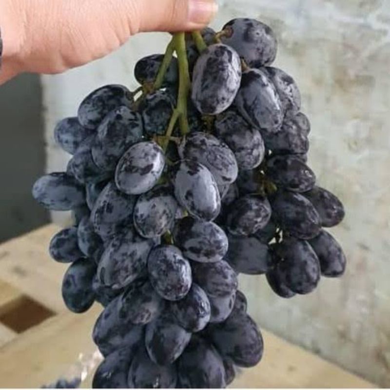 

Buah Anggur Hitam Autumn