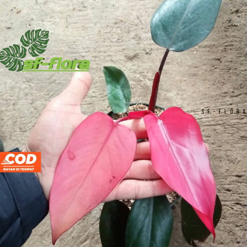 tanaman hias philodendron pink dark lord - Philodendron dark lord pink