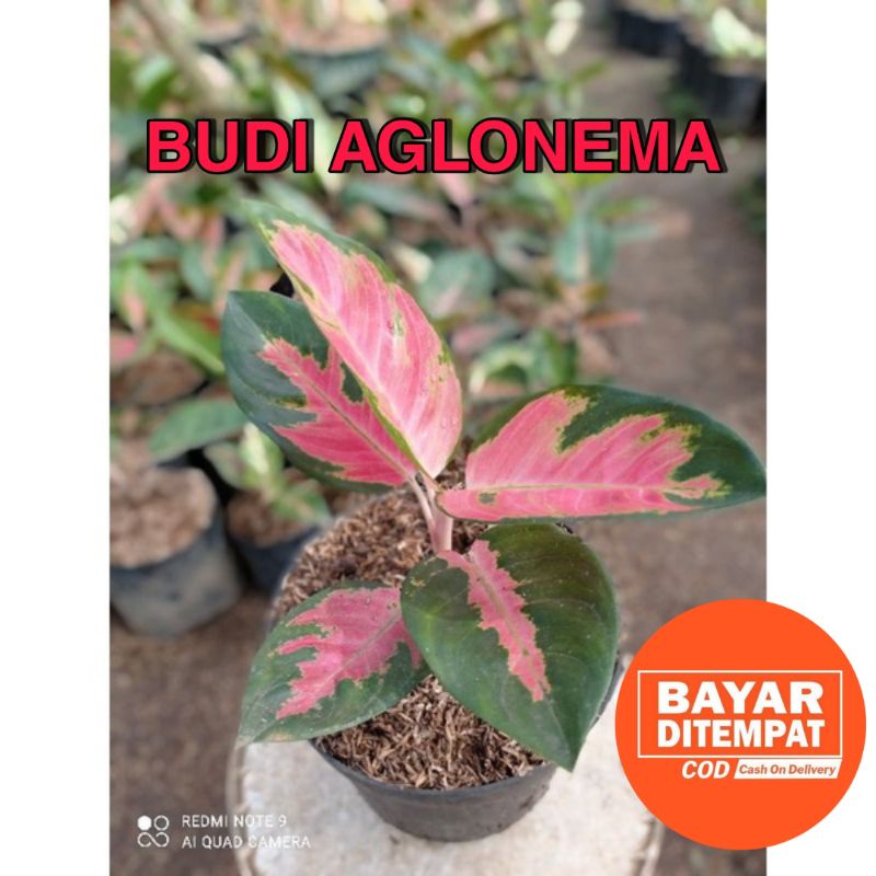 Aglonema kochin Hybrid