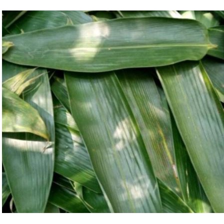 

PROMO Daun Bambu Bakcang PERLEMBAR | Daun Bambu Segar Bungkus Bacang | Bakcang Daun Bambu Jumbo | daun bambu bakcang besar