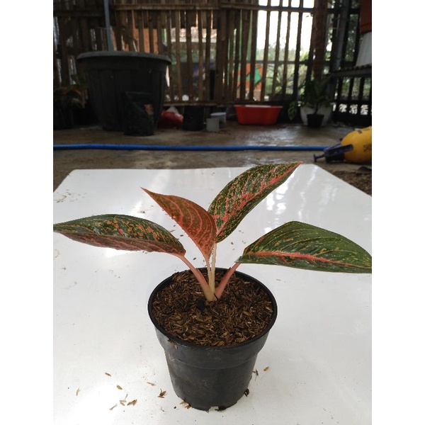 aglaonema tiara