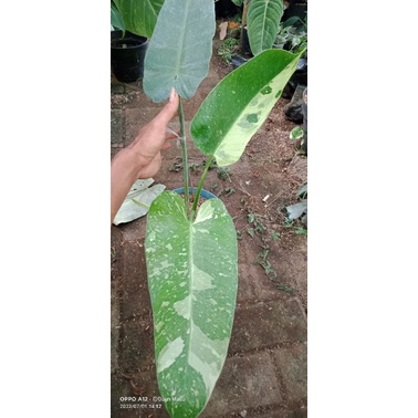 philodendron josebuono