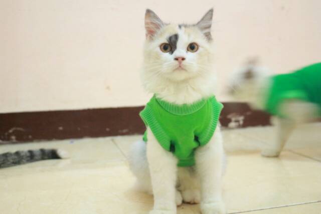 Kaos lucu untuk kucing dan anjing model rip murah / baju kucing murah size S M L XL