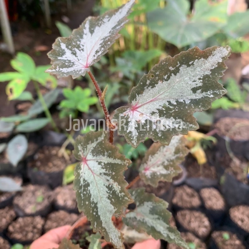 Begonia sp sulawesi