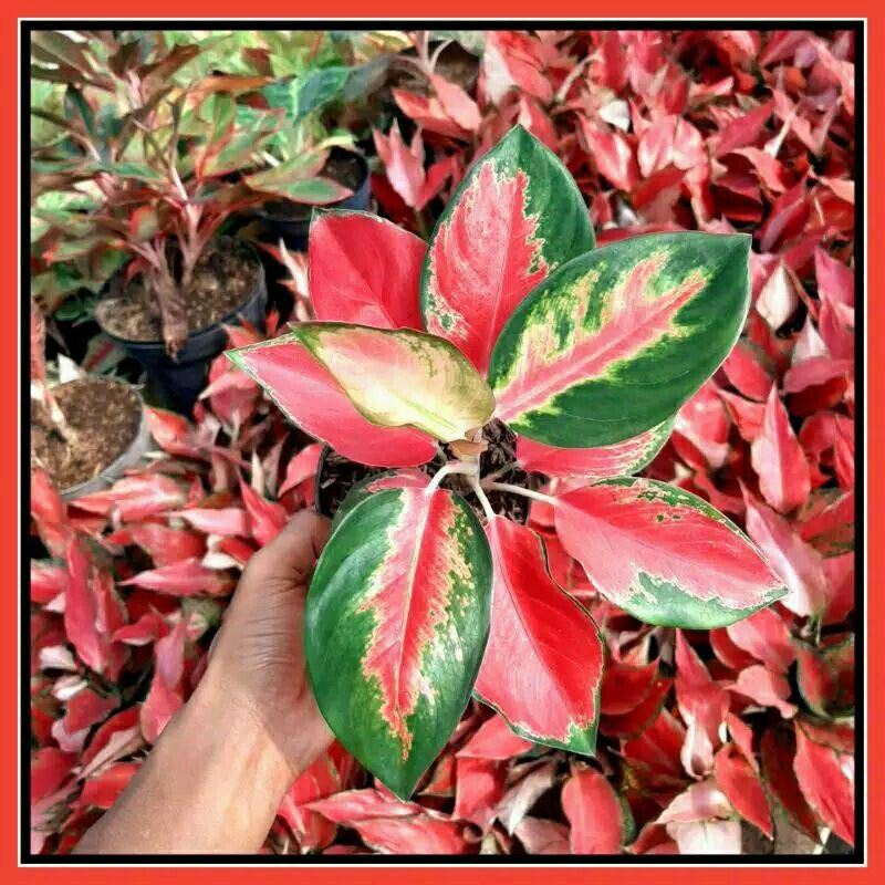 tanaman hias aglonema red majesty aglo super-Red Majesty-aglaonema red majesty super-RED MAJESTY